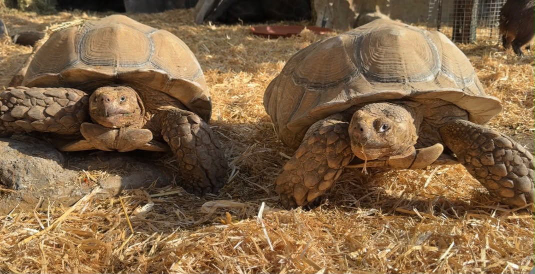 aldabra.jpeg